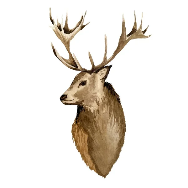 Deer Brown Head Big Horns Elegance Watercolor Illustration Isolated White — Stock Photo, Image