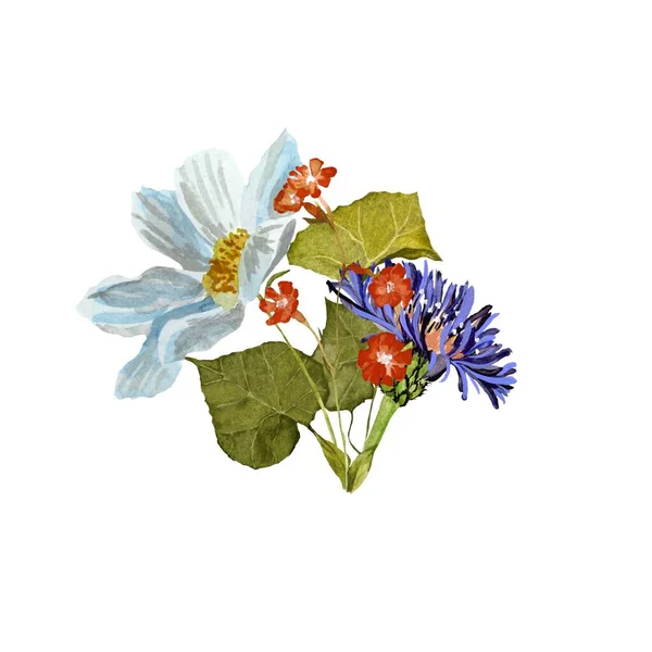 Camomila Vermelho Buquê Flores Azul Uma Ilustração Aquarela Isolado Fundo — Fotografia de Stock
