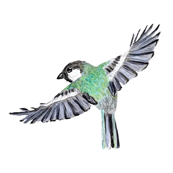 鳥が緑に飛ぶ かわいい水彩イラスト 白地に描かれた手 デザイン 家庭の装飾 ファブリック プリント テキスタイル カード 招待状 — ストック写真