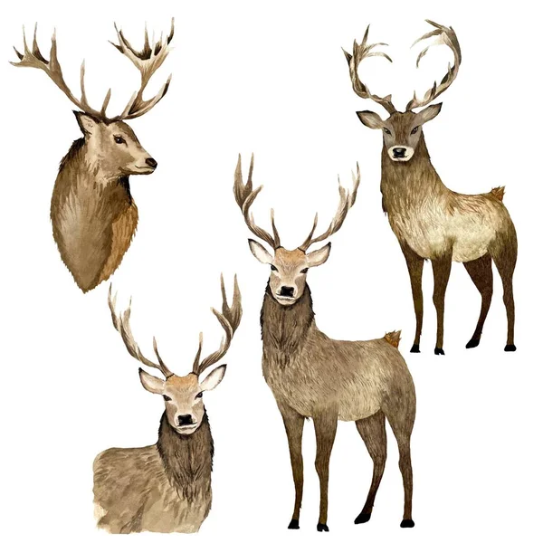 茶色の鹿のコレクション 水彩画です 白い背景に隔離されている デザイン 家の装飾 ファブリック プリント テキスタイル カード 招待状 — ストック写真