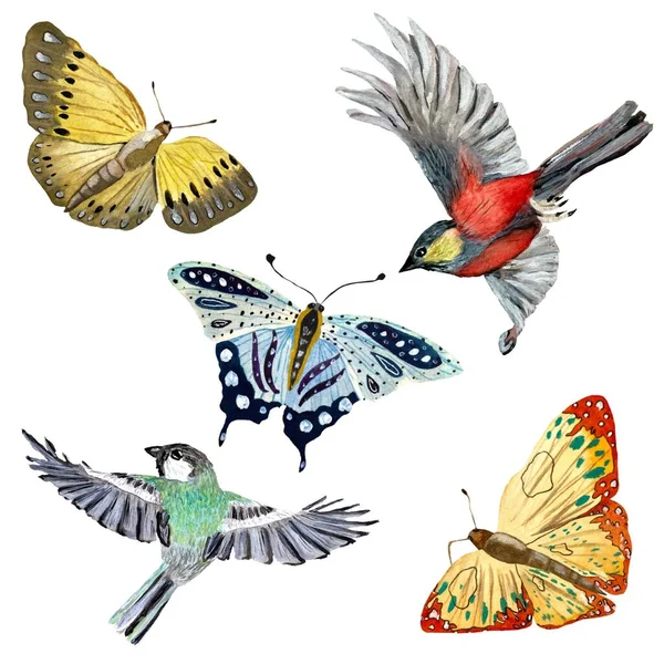 Vlindervogel Set Collectie Een Aquarel Illustratie Geïsoleerd Witte Achtergrond Foto — Stockfoto