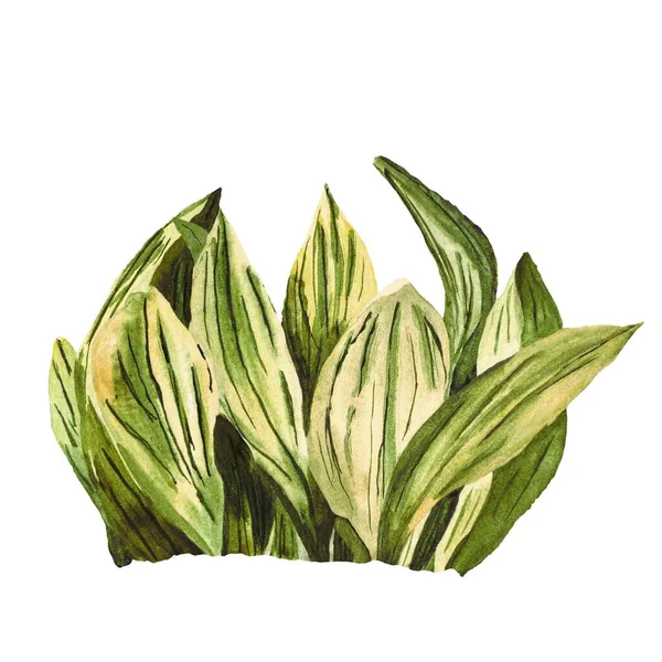 Grama Folhas Verdes Esboço Desenhado Mão Uma Ilustração Aquarela Isolado — Fotografia de Stock