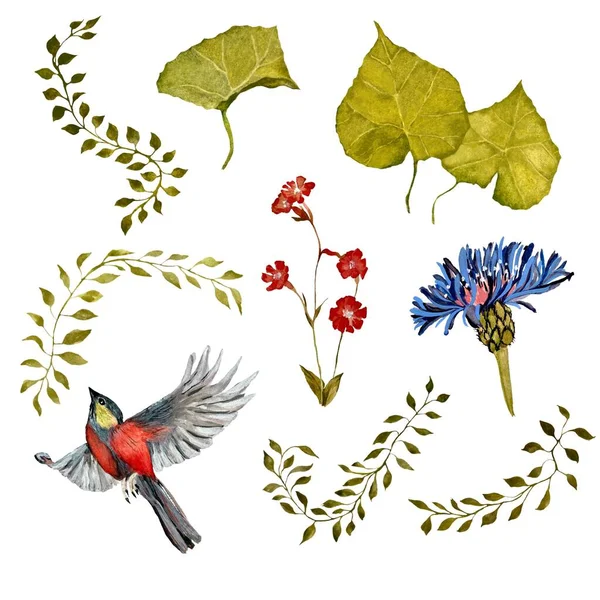 Blume Vogel Lianenblatt Set Vorhanden Eine Aquarell Illustration Vereinzelt Auf — Stockfoto