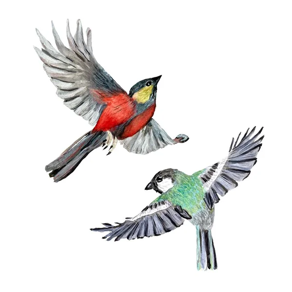 鸟红色的绿色集合 水彩画 手绘孤立在桃背景 可用于设计 家居装饰 印刷品 纺织品 邀请函 配件的图片 — 图库照片