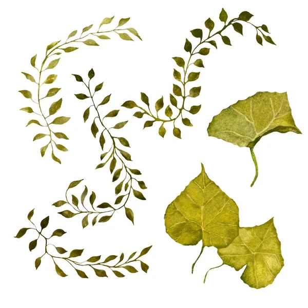 Установить Зеленые Листья Лианы Акварель Ручной Рисунок Белом Фоне Изображение — стоковое фото