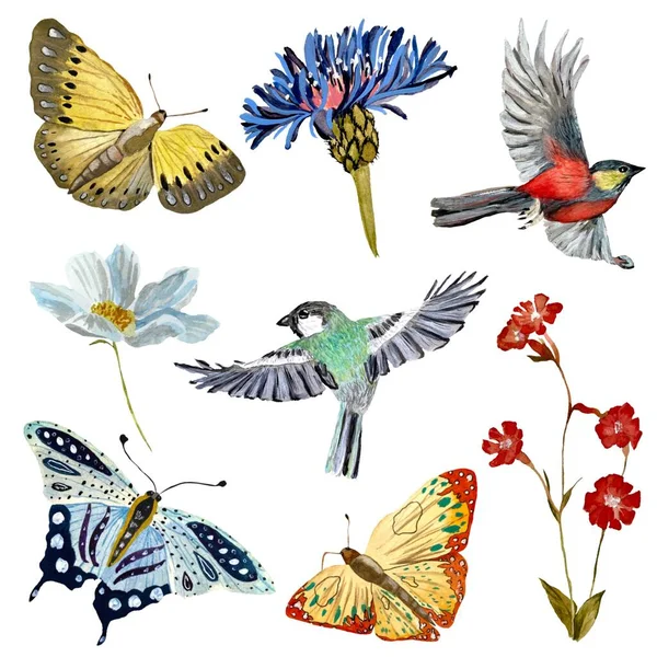 Квітковий Метелик Набір Птахів Акварельна Ілюстрація Ізольовані Білому Тлі Картина — стокове фото