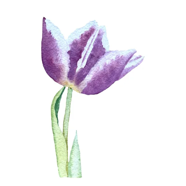 Tulpanviolett Blomknopp Fin Akvarell Illustration Använd Denna Högkvalitativa Handritade Bild — Stockfoto