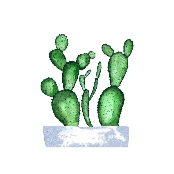 Yeşil Kaktüs Dalı Beyaz Eskizi Suluboya Çizimi Yapımı Doku Zole — Stok fotoğraf