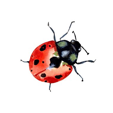 Ladybug red colorful cute sketch. A watercolor illustration. Hand drawn texture. Isolated white background. For use in design, fabrics, prints, textile, cards, invitations, banners, coupons, vouchers. clipart