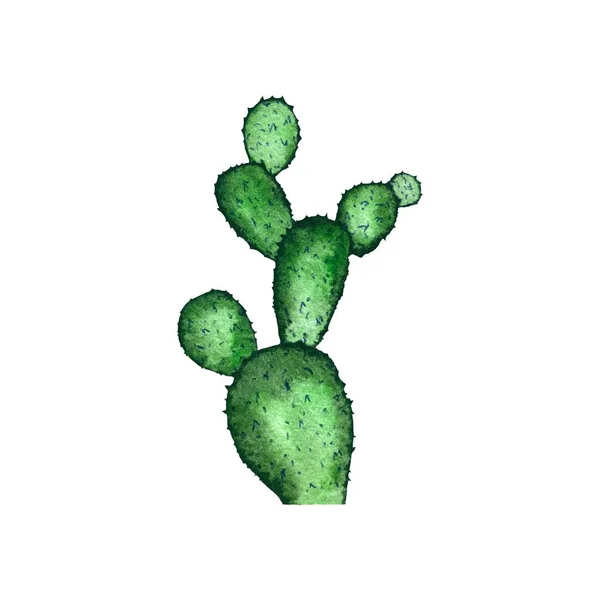 Stock image Cactus branch plant green sketch. A watercolor illustration. Hand drawn texture. Isolated white background. For to use in design, fabrics, prints, textile, cards, invitations, banners, coupon, voucher