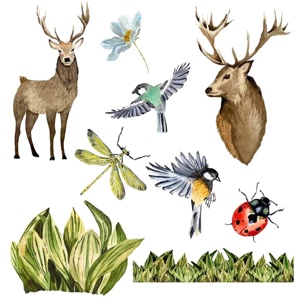 Příroda Pták Jelen Vážky Beruška Set Skica Ilustrace Akvarelů Ručně — Stock fotografie