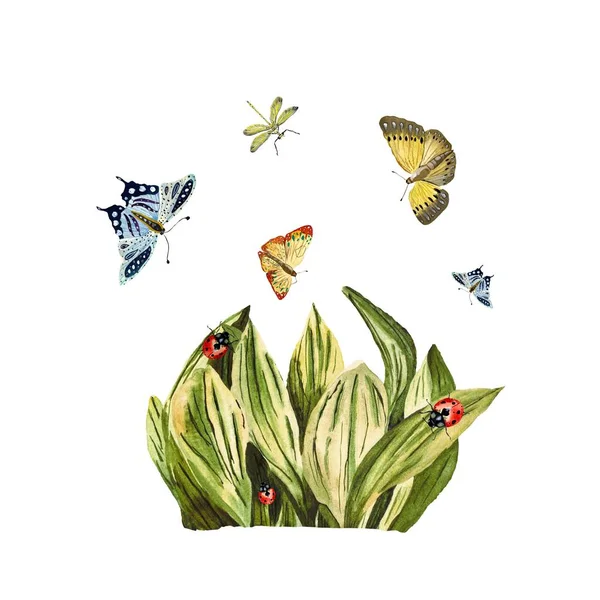 Метелик Бабка Трава Сонечко Червоний Ескіз Акварельна Ілюстрація Рука Намальована — стокове фото