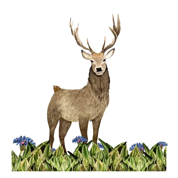 Příroda Tráva Zelená Jelen Květ Modrá Skica Ilustrace Akvarelů Ručně — Stock fotografie