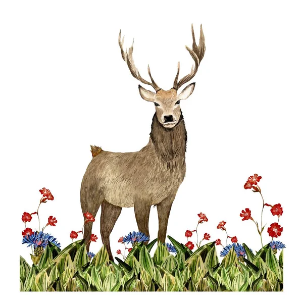 Nature Grass Deer Flower Blue Red Sketch Watercolor Illustration Hand — Stock Photo, Image