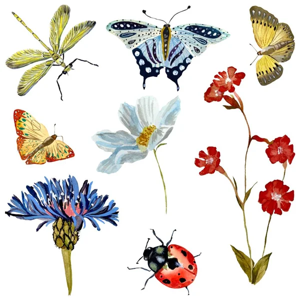 Insektenblüte Kamille Rot Blau Gelb Skizze Eine Aquarell Illustration Handgezeichnete — Stockfoto