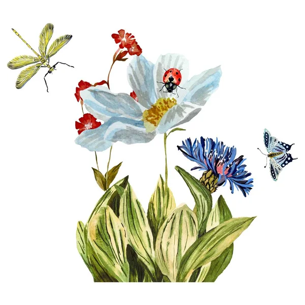 草のデイジー赤青てんとう虫トンボのスケッチ 水彩画です 手描きの質感と隔離 デザイン ファブリック プリント テキスタイル カード 招待状 バナー — ストック写真