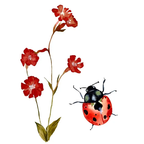 Blume Rote Marienkäfer Strukturierte Skizze Eine Aquarell Illustration Handgezeichnete Textur — Stockfoto