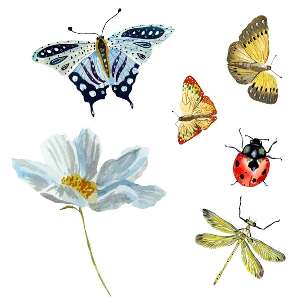 Schmetterling Marienkäfer Libelle Rot Blaue Skizze Eine Aquarell Illustration Handgezeichnete — Stockfoto