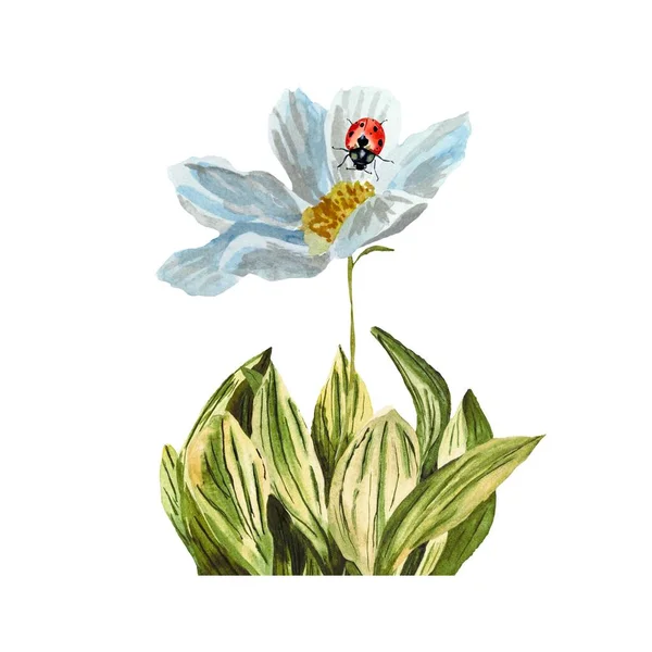 Tráva Heřmánkový Květ Beruška Červená Skica Ilustrace Akvarelů Ručně Kreslená — Stock fotografie