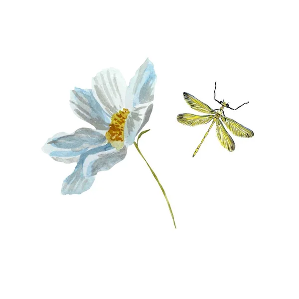 Daisy Heřmánková Vážná Žlutá Květinová Kresba Ilustrace Akvarelů Ručně Kreslená — Stock fotografie