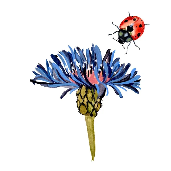 Blume Blau Marienkäfer Rot Strukturierte Skizze Eine Aquarell Illustration Handgezeichnete — Stockfoto