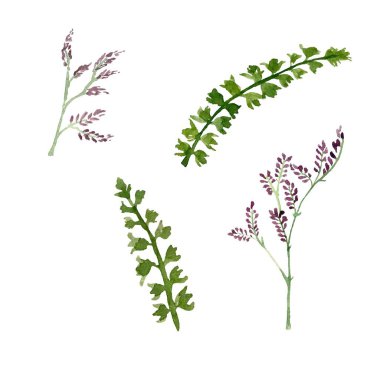 Yeşil bitki, çiçek moru eskizini bırakır. Suluboya çizimi. El çizimi, izole edilmiş beyaz arka plan. Tasarım, kumaşlar, baskılar, tekstil, kartlar, davetiyeler, afişler, kuponlar için. 