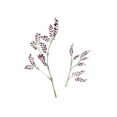 Mor çiçek dalı çizimi. Suluboya çizimi. El çizimi, izole edilmiş beyaz arka plan. Tasarım, kumaşlar, baskılar, tekstil, kartlar, davetiyeler, afişler, kuponlar için. 