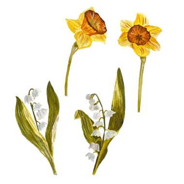 Çiçek kardelen narsis nergis eskizi. Suluboya çizimi. El çizimi, izole edilmiş beyaz arka plan. Tasarım, kumaşlar, baskılar, tekstil, kartlar, davetiyeler, afişler, kuponlar için. 