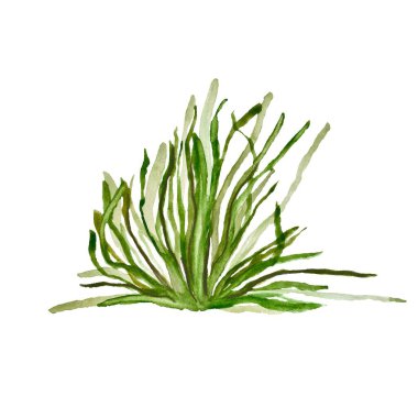 Deniz yosunu yeşil su bitkisi algayı çiziyor. Issız bir suluboya resim. El çizimi. Beyaz arka planda. Tasarım, ev, kumaş, baskı, tekstil, kartlar, davetiyeler, afişler, aksesuarlar için resim