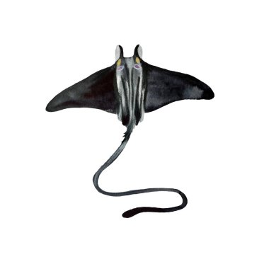 Slope devilfish black ocean sea sketch. A watercolor isolated illustration. Hand drawn. On white background. Picture for design, home, fabrics, prints, textile, cards, invitations, banner, accessories