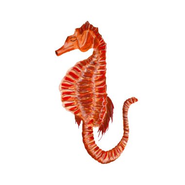 Sea horse red organism ocean sea sketch. A watercolor isolated illustration. Hand drawn. On white background. Picture for design, home, fabrics, prints, textile, cards, invitation, banner, accessories