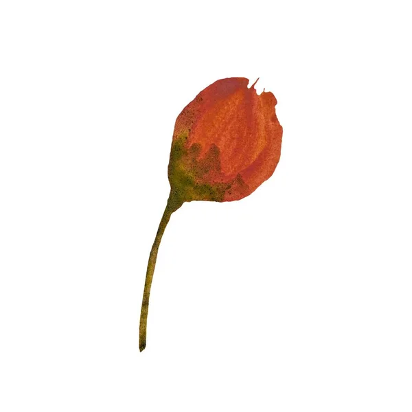 Peony bud flower red floral botany sketch. A watercolor illustration. Hand drawn texture and isolated. For to use in design, fabrics, prints, textile, cards, invitations, banners, coupons, vouchers.