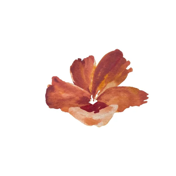 Pfingstrose Rote Blume Botanik Florale Skizze Eine Aquarell Illustration Handgezeichnete — Stockfoto