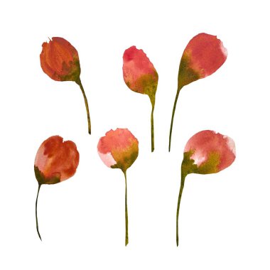 Bud şakayık gelincik kırmızısı çiçek basit bir çizim yaptı. Suluboya çizimi. El yapımı ve izole edilmiş. Tasarım, kumaşlar, baskılar, tekstil, kartlar, davetiyeler, afişler, kuponlar, kuponlar