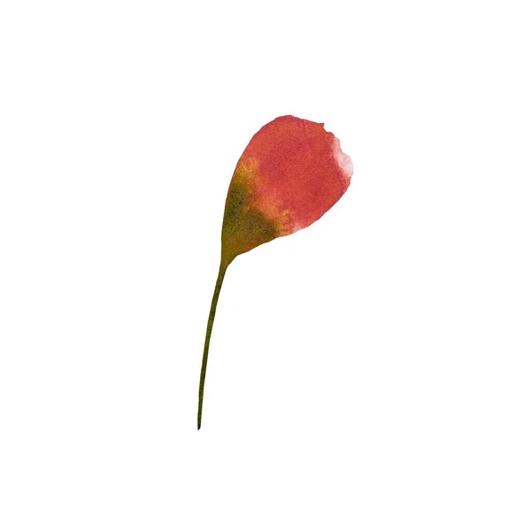 蕾牡丹ポピーの花のスケッチ 水彩画です 手描きの質感と隔離 デザイン ファブリック プリント テキスタイル カード 招待状 バナー — ストック写真