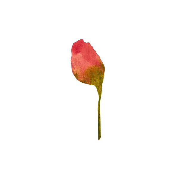 バッドピンクの牡丹の花の簡単なスケッチ 水彩画です 手描きの質感と隔離 デザイン ファブリック プリント テキスタイル カード 招待状 バナー — ストック写真