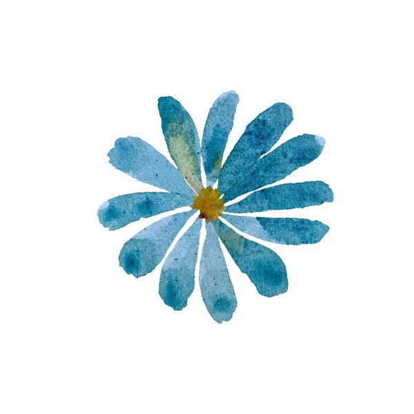 Daisy Kamille Blaue Blume Florale Skizze Eine Aquarell Illustration Handgezeichnete — Stockfoto