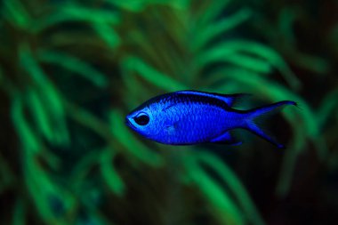 Bonaire, Hollanda 'da resifi keşfeden bir Mavi Chromis. Bilimsel adı: Chromis siyanea,