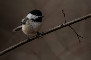 A black-capped chickadee on a branch. Poecile atricapillus
