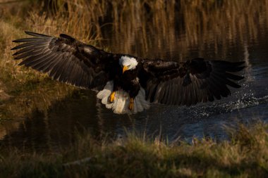 A trained bald eagle in flight, Haliaeetus leucocephalus.