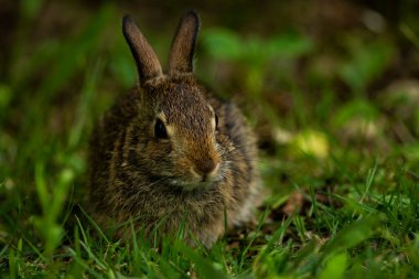 Çimenli bir alanda dinlenen bir Doğu Pamuk Kuyruklu Tavşan. Sylvilagus floridanus