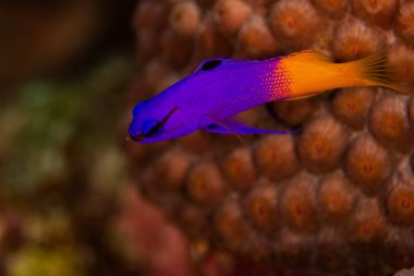 A fairy basslet, or a royal gramma, cruises the reef in Bonaire, The Netherlands. Scientific name is gramma loreto. 