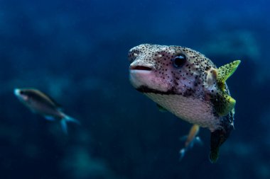 A Porcupine Pufferfish in the open water in Bonaire.