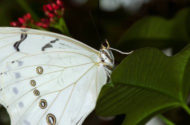 Nymphalidae familyasından Beyaz Morpho Kelebeği. Meksika, Orta ve Güney Amerika 'da bulundu..