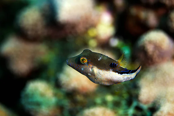 Ein Kugelfisch Freier Wildbahn Riff Roatan Honduras — Stockfoto