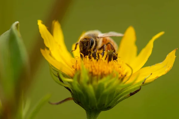 蜜蜂从野花中采集花粉的蜜蜂 — 图库照片