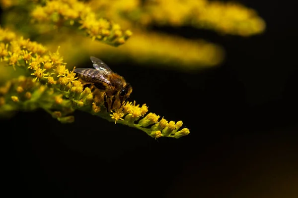 一只西方蜜蜂 在秋天的花朵上觅食 — 图库照片