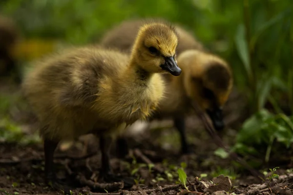 Goslings Searching Area Food — Stock Photo, Image