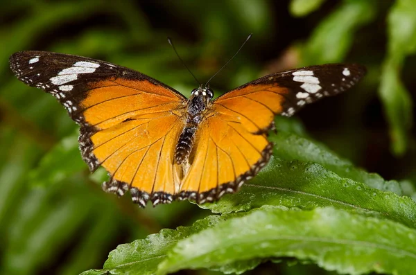 Φωτογραφία Από Μια Απλή Πεταλούδα Τίγρης Της Οικογένειας Nymphalidae Βρέθηκαν — Φωτογραφία Αρχείου