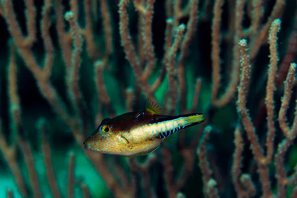 Sharpnose Puffer Explores Reef Bonaire Netherlands Scientific Name Canthigaster Valentine — Stock Photo, Image